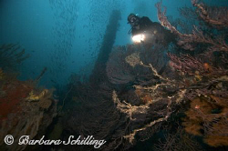 Corals on the Bianca C off Grenada. Unfortunately the viz... by Barbara Schilling 